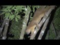 Kinkajou-A Strange Rainforest Mammal