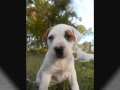 American Bulldog & Bull Arab xxx