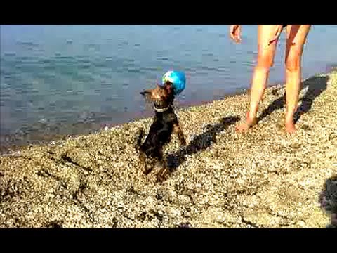 CUTE DOG plays Beach Volleyball! CUTE DOG plays Beach Volleyball!