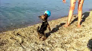 CUTE DOG plays Beach Volleyball!