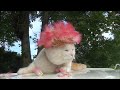 合歓木の花 Nemu tree