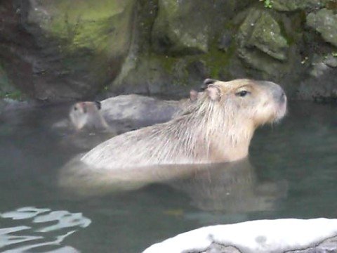 Capybara family （1）