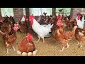 How Poultry Farm make thousand eggs every year | Poultry Farm Technology