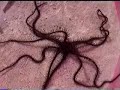 Brittle star of Sulawesi Ƣݔҩᾫ٨ӷ