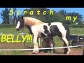 Girl monkey gives Cerys a belly scratch