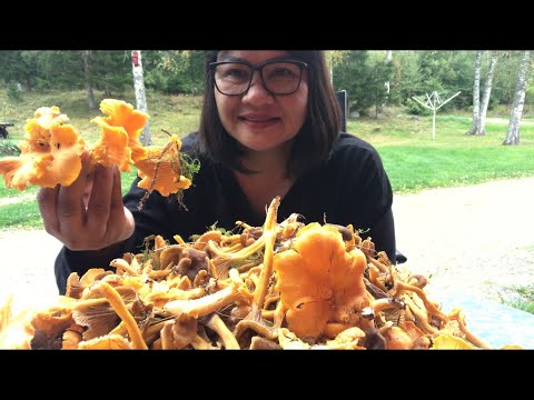 19กันยายน2564🍄เก็บเห็ดมันปู เห็ดดำ ได้3คุถัง มาตัดขาเห็ดพูดคุยกันนะคะ