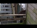 Bear on a Wet Tin Roof - Juneau, AK