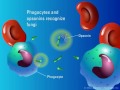 Phagocytosis and Fungal Killing