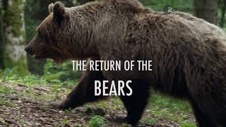 The Return of the Bears - Trailer - MIPCOM