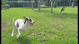 Joyful Florida Great Danes Run Racing Zoomies With A Hilarious Ending