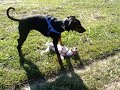 jack russell and dobermann playing