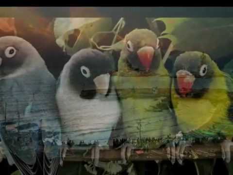 Pankaj Udhas-Pravasi gazal - chitti aayi hai-