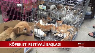 Çin'de Köpek Eti Festivali Başladı