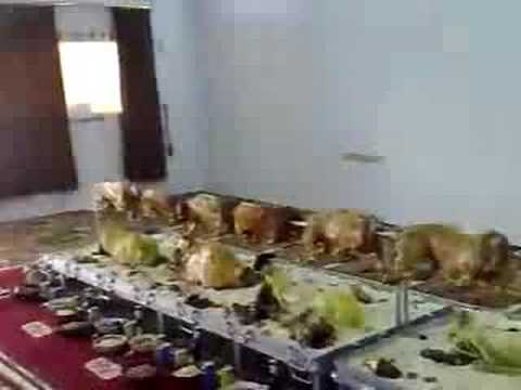 ‫أكبر وليمه في السعودية‬‎ - YouTube