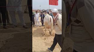 Matak Chalungi All India Top Quality Desi 20 Litter Milk Tharparkar