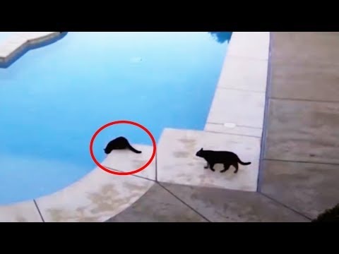 OS MELHORES VACILOS DE ANIMAIS EM ÁGUAS