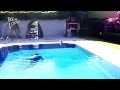 OS MELHORES VACILOS DE ANIMAIS EM ÁGUAS