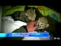 Cheetahs