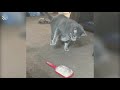 Hilarious Cat Viral Videos  Ultimate Cat Compilation 2019