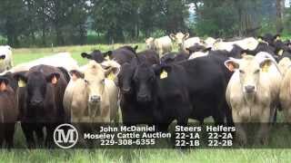 JOHN MCDANIEL:  8/8/13 AL SAFE Sale - Moseley Cattle Auction