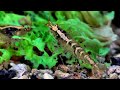 Neue Garnelenkreuzung Blue Pearl und Crystal Red Shrimps Nanoaquarium