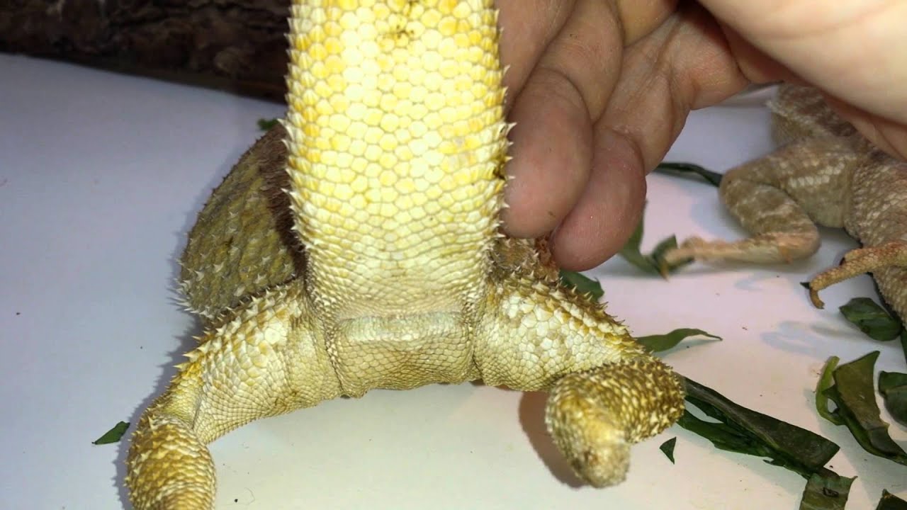 what sex is my bearded dragon what sex is my bearded dragon