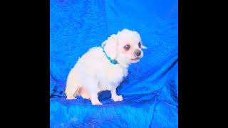 Video Of Adoptable Pet Named Odie Tzu