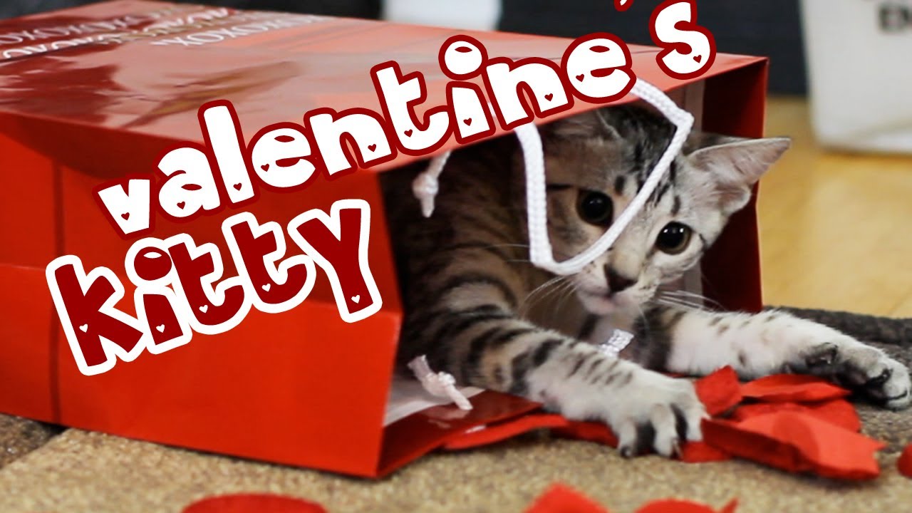 Your cute kitten internet cafe compilations