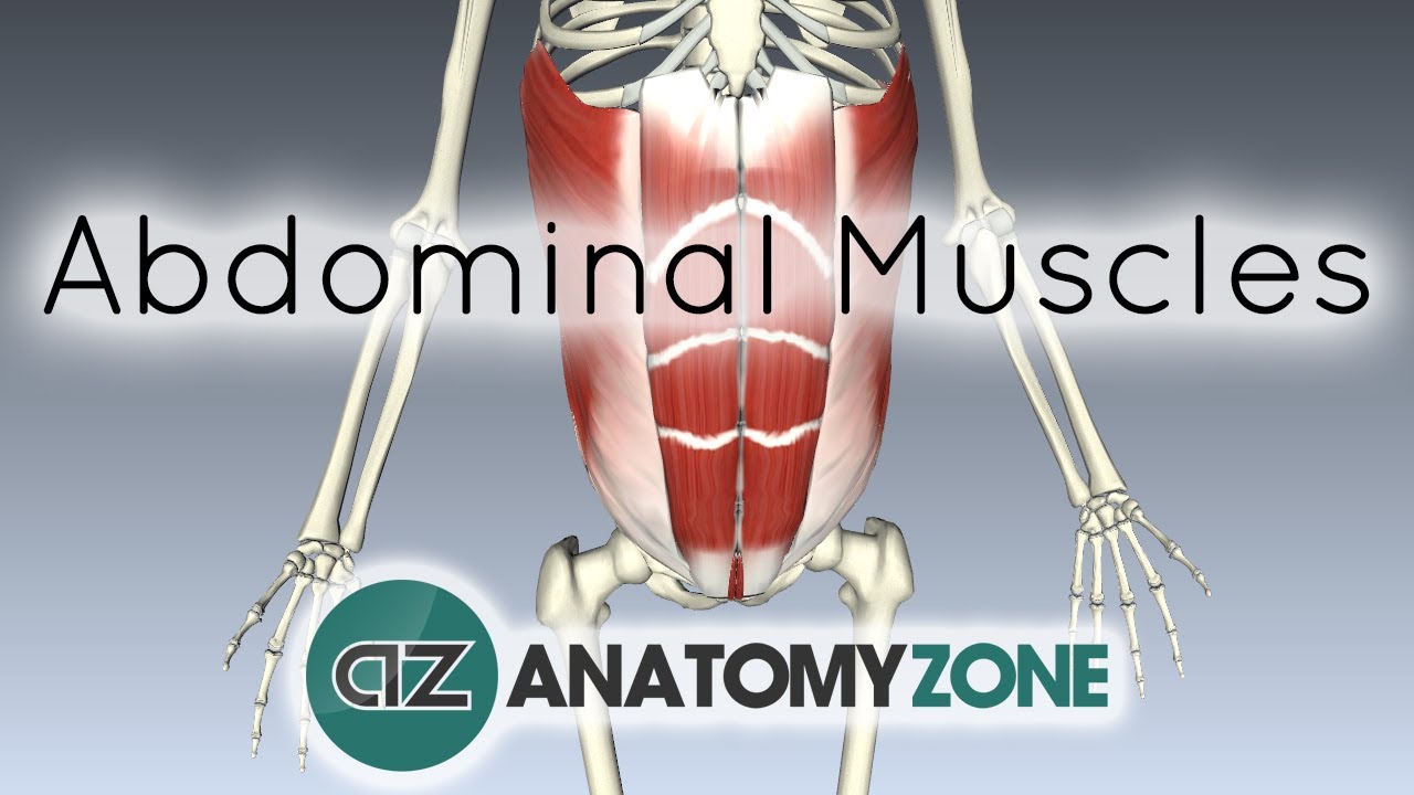 Muscles of the Anterior Abdominal Wall - 3D Anatomy Tutorial - YouTube