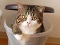 入るねこ。 入るねこ。