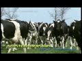 Holstein-Friesian dairy cattle in West-Friesland