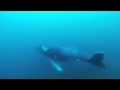 A Whale of a time on Protea Banks A Whale of a time on Protea Banks