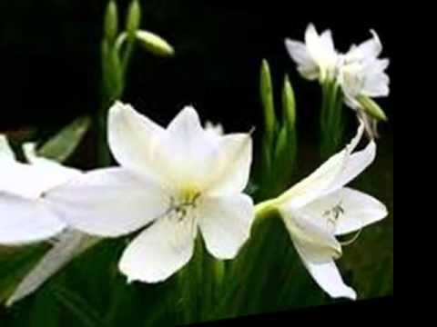 ... olimpo cardenas nu luisteren 02 37 noches tenebrosas artiest olimpo