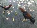 Ayam Pakhoe Lancuran Umur 6 Bulan images Ayam Pakhoe Lancuran Umur 6 Bulan