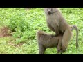 baboon sex.MOV