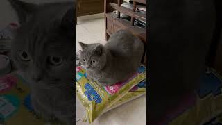 A Handy Tail Duster