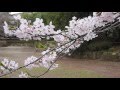 Life in Japan - SAKURA さくら2016