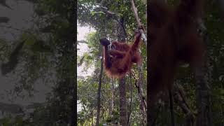 Orangutan Eats Termite Nest.