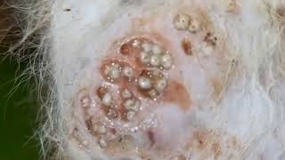 Omg Vast Of Mangoworms To Be Removed From Puppys Belly