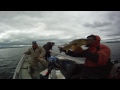 Monster Walleye Fishing 33 Inches - Guidecam 3.10