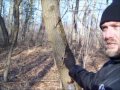 Box Elder Maple natural source of purified filtered water and electrolytes