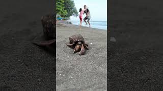 Sore Hari Di Pantai Yang Indah,Ada Kelomang Muncul Membuat Kaget