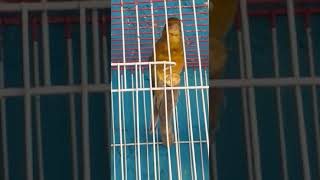 Canario Verdin Con Canto De Jilguero