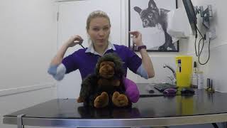 Quick Consult: How To Do a Full Clinical Examination
