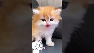 Meo Meo Meowing Cute Kitten
