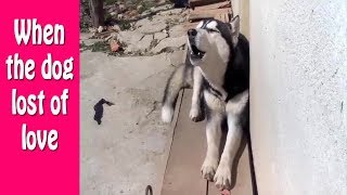 It's TIME for SUPER LAUGH! Best FUNNY DOG videos | When the dog lost of love | Funny Animals Zone