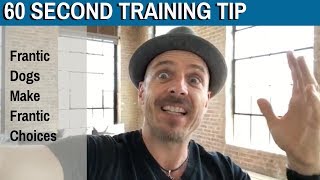 60 Second Training Tip: Frantic Dogs Make Frantic Choices