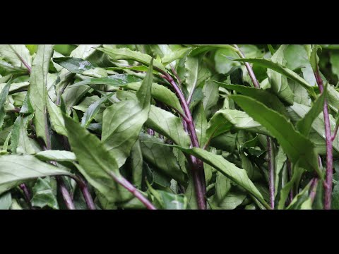 Rau Lủi bài thuốc hay chữa bệnh tiểu đường