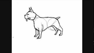 zeichnet einen hund zeichnen lernen schritt fuer tiere anfaenger zeichnet einen hund zeichnen lernen schritt fuer tiere anfaenger