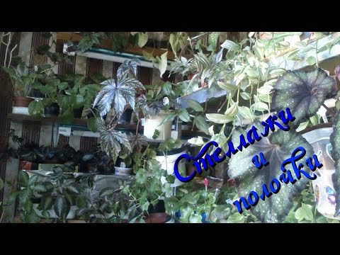 Подкормка гортензии весной, летом, осенью для пышного цветения Как ухаживать за гортензией. Гортензия комнатная